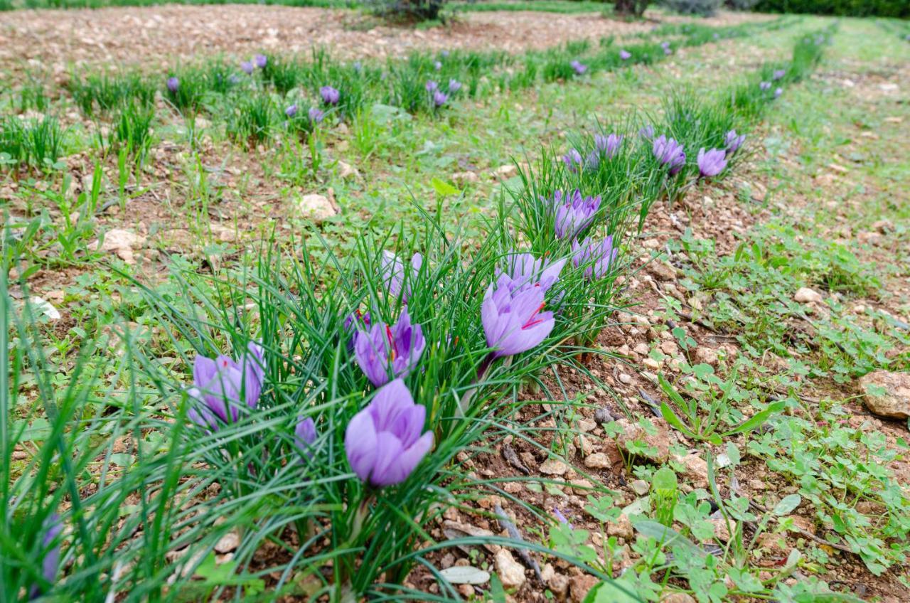 Agriturismo Panacea Санта-Чезареа-Терме Экстерьер фото